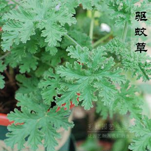 【驱蚊草】 室内驱虫驱蚊子神器 驱蚊子绿植花卉香叶天竺葵盆栽