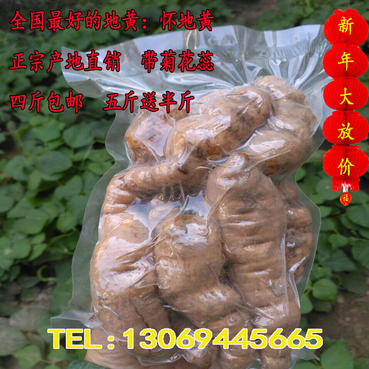 [正品产地]温县直销河南怀生地黄新鲜地黄鲜生地现挖现卖五斤包邮
