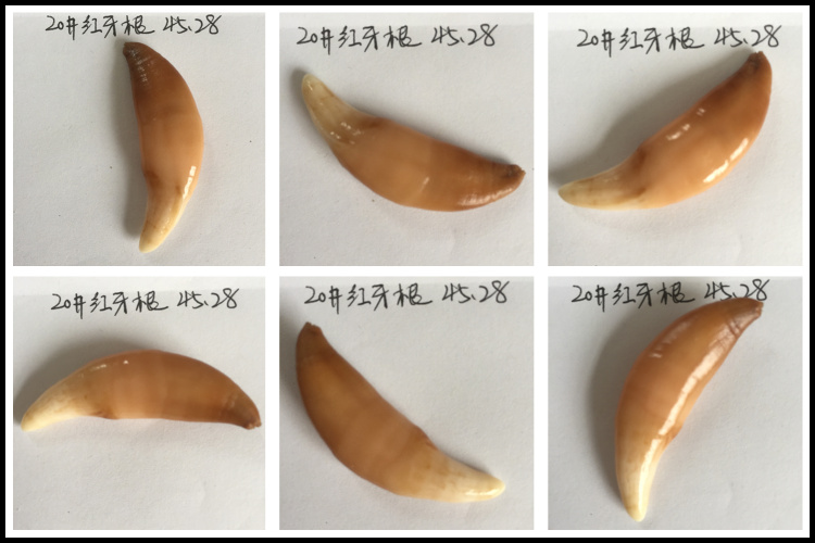 牙尖玉化狗牙 精品小牙 辟邪保平安黑狗牙