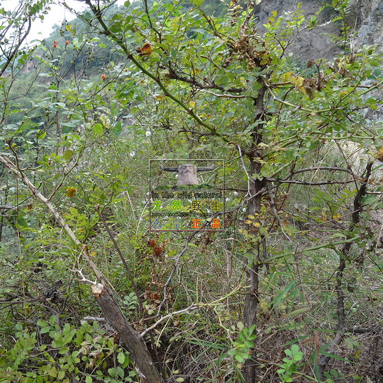 神农架野生刺梨树山王果刺莓果佛朗果树苗树桩移栽盆景绿植盆栽