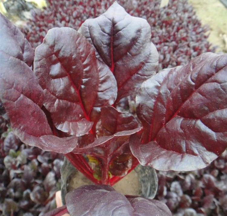 四季蔬菜种子阳台盆栽庭院春夏秋季播菜籽青菜菠菜苦苣油麦材包邮