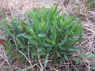 山东沂蒙山 山野菜冷冻蔬菜山麦杂山苜楂山麻楂山木楂山菜 山麻扎