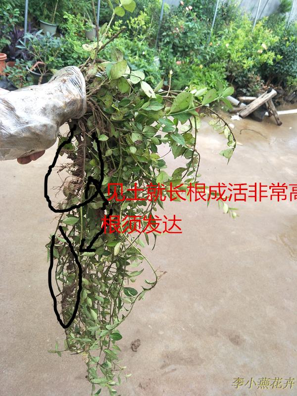小叶扶芳藤胡芳藤爬藤绿化苗植物青叶蔓四季长青李小燕花卉好成活