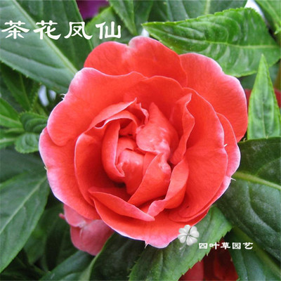 茶花凤仙花种子 重瓣易种 七彩凤仙金凤花好女儿花指甲花急性子