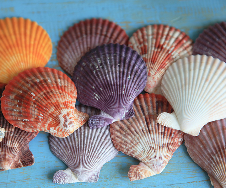 地中海家居海洋天然海贝 七彩贝 天然贝壳 装饰摆件小