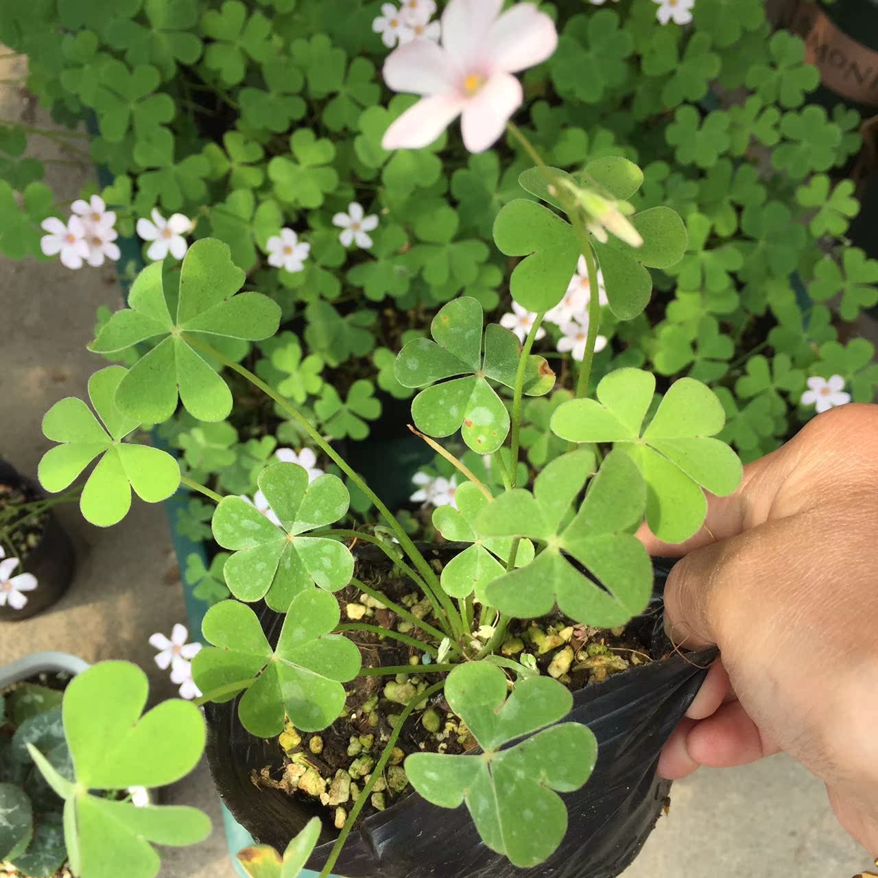 现货粉梦 oxalis "pink dream" 四季酢浆草12厘米营养钵带花发货