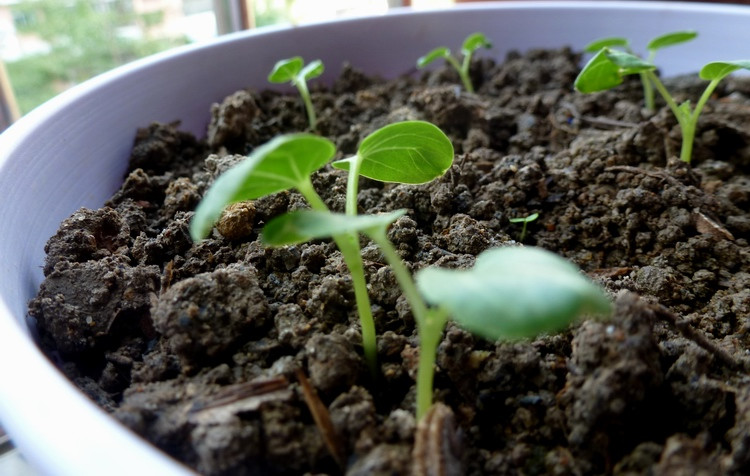 勋章菊冬季种花种子四季易种易活开花室内冬播盆栽花卉花草冬天种