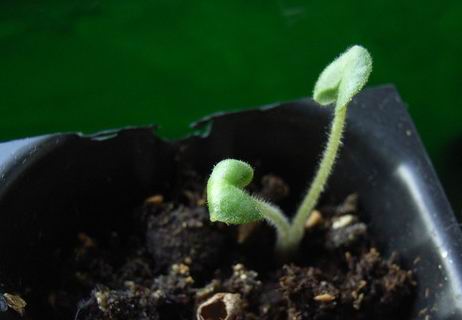蜂室花四季易种易活开花室内盆栽冬播花卉冬季种花种子花草冬天种
