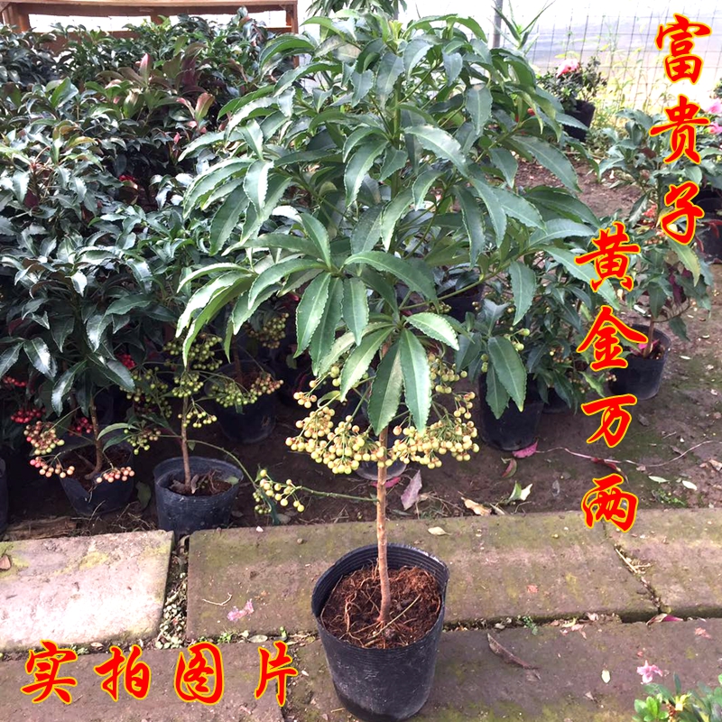 金玉满堂花黄金万两盆栽植物富贵子盆栽带果耐寒植物朱砂根室内