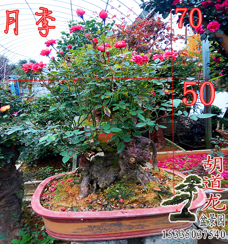 古桩月季盆景造型 中大型盆景树桩实物 五彩变色月季花盆景包邮