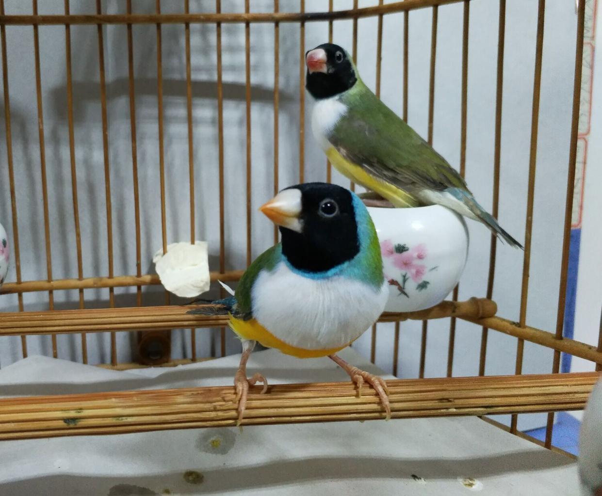 限时促销七彩文鸟活体五彩芙蓉黑头白胸绿背红头白胸金背普彩幼鸟