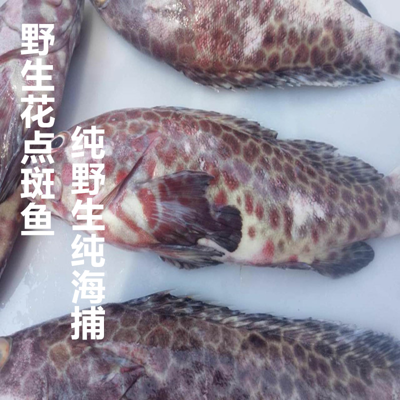 东山岛野生花点斑 石斑鱼 斑鱼纯野生海捕