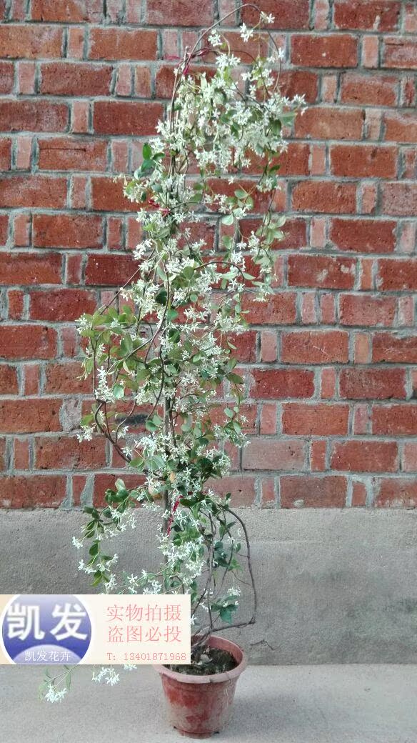 正品[络石盆景]络石盆景图片评测 络石盆景修剪