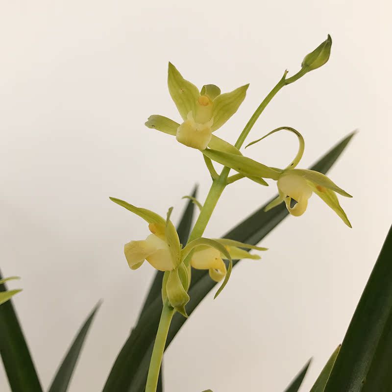 浓香型兰花苗带花苞 白墨墨兰室内绿植观花植物庭院盆栽净化空气