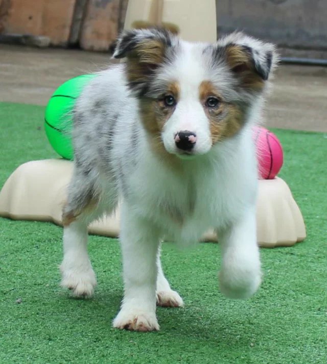 纯种边境牧羊犬 三色蓝陨石边牧 边境牧羊犬 牧羊犬 家庭犬宠物狗