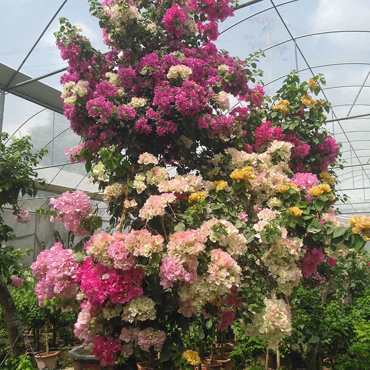 三角梅树苗庭院爬藤植物花卉四季开花花苗大苗树桩花卉盆栽包邮