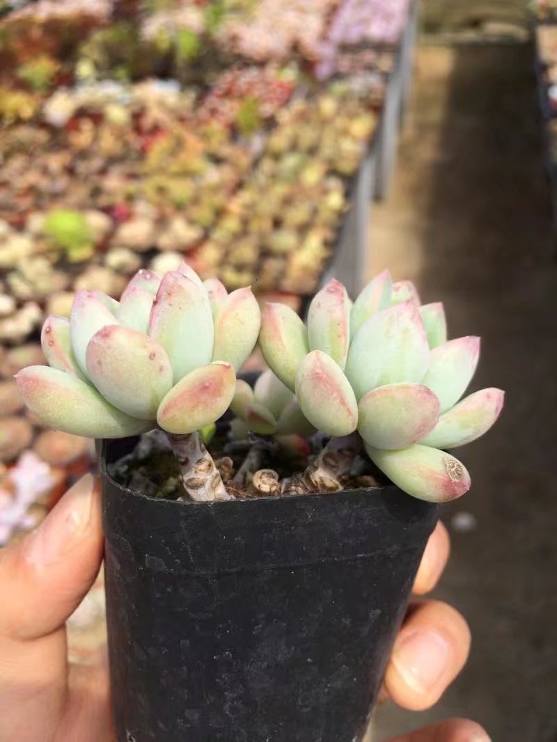 【迈达斯国王】多肉植物 实物实拍 大棚直发 全场特价