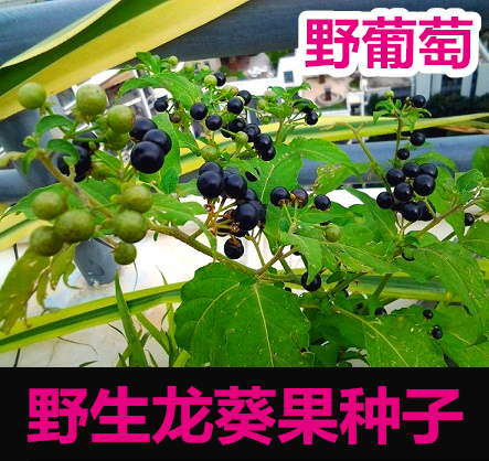 野生黑加仑 黑天天种子 野果野菜 山葡萄龙葵 黑甜甜 水果种子