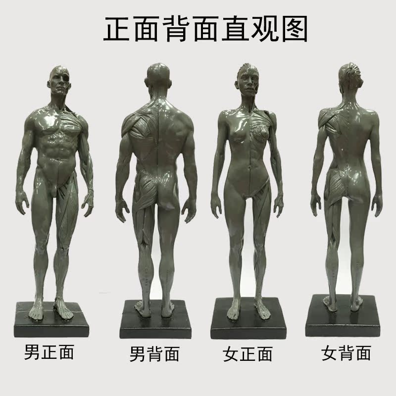 30cm医用教学美术绘画人体骨骼模型艺用男女人体肌肉解剖雕塑模型