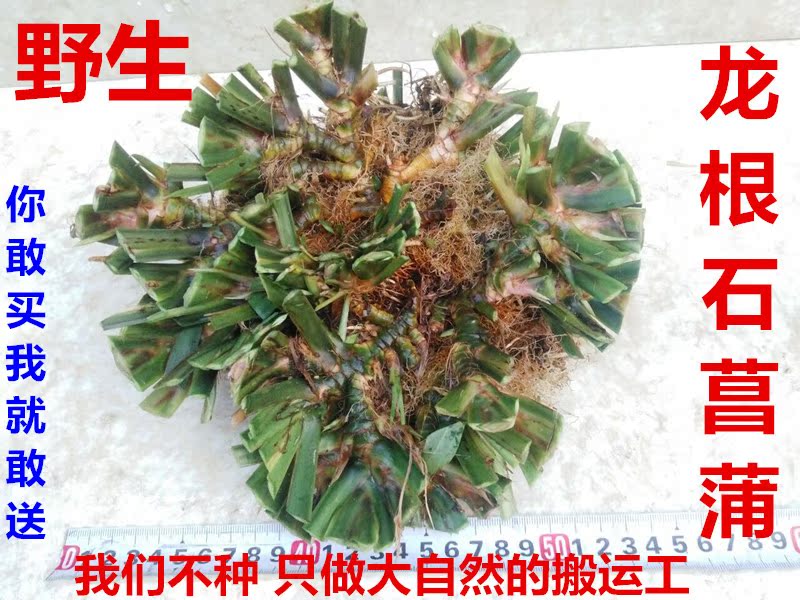 野生石菖蒲龙根盆栽虎须金钱水培植物草花卉盆景花卉永生绿植包邮