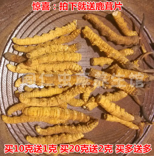冬虫夏草 断草 正宗西藏野生 新鲜虫草 实惠超那曲 10起售包邮