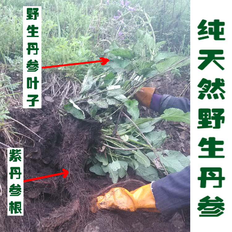 农家人野山挖新天然野生丹参500克片野生紫丹参可打丹参粉