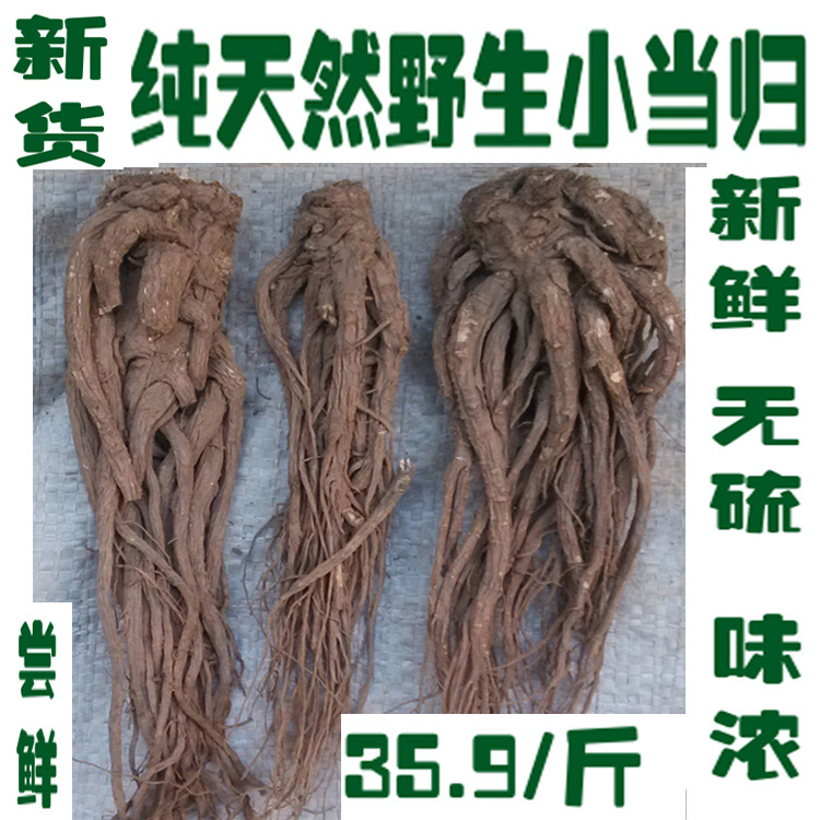 甘肃岷县天然纯野生小当归35.8元500克包邮可切全归片磨当归粉
