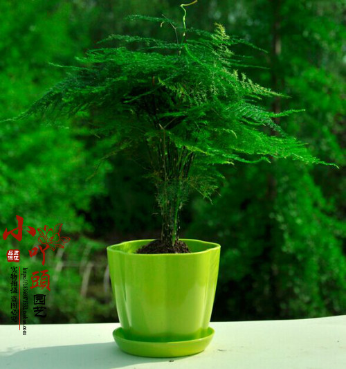 文竹小盆栽 云片松刺天冬云竹杀菌清洁净化空气带盆盆景 绿色植物