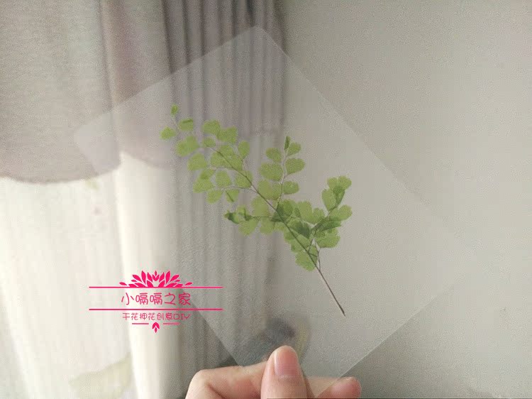 学生植物教学标本过塑卡片花草树叶真花叶子标