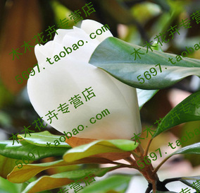 广玉兰广玉兰树苗大花广玉兰小苗四季常青行道树绿化工程苗
