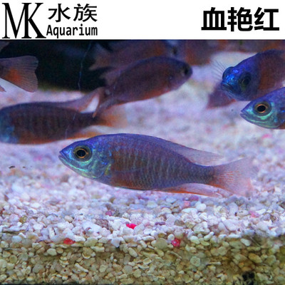 血艳红 雪艳红 三湖慈鲷活体 慈鲷鱼活体 进口热带观赏鱼 3-4cm