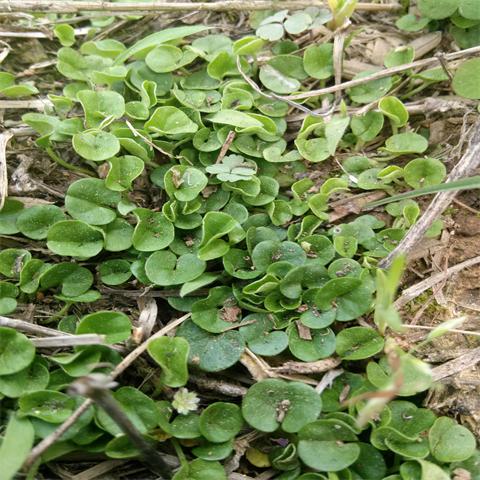 野生小金钱草 干货中草药 回心草 泡茶清热利湿去火药用2件包邮