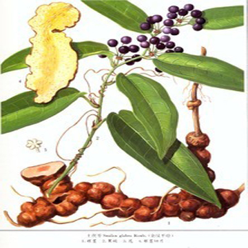 新采自然野生土茯苓种子药材种子林木种子 名贵药材 常用药材种子