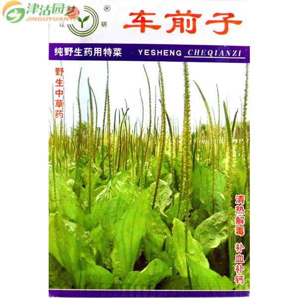 满9.9元包邮 中草药种子特菜种子 车前子车前草种子 盆栽可食用