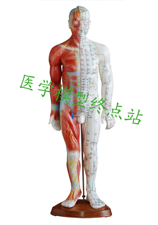 高清刻字针灸人体穴位男体模型经络通中医美术教学男女小人
