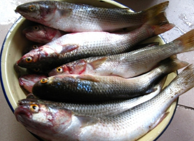 连云港特产 新鲜梭鱼 支鱼 红眼鱼 肉棍子犬鱼美味无比 当潮海鲜