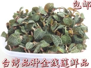 新鲜银线莲金线莲金线兰金石松南靖金线莲草药