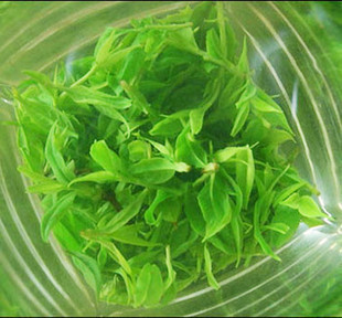 黄山名茶 高山云雾茶青山绿水小叶苦丁茶250g 懒人茶 l绿茶 包邮