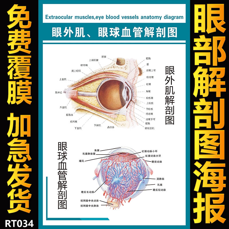 眼科医学知识宣传挂图 眼部结构解剖示意图 眼外肌眼球血管解剖图