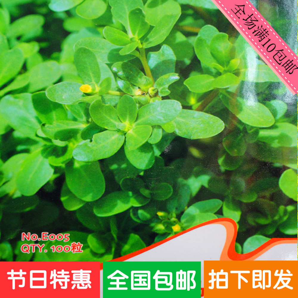 食用马齿苋蔬菜种子 马掌菜 长寿菜 五行菜种子 补血菜 多次采摘