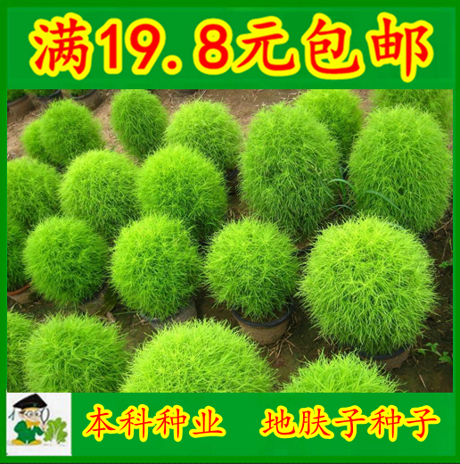 香草【地肤子种子】扫帚草地肤净化空气春夏播满包邮
