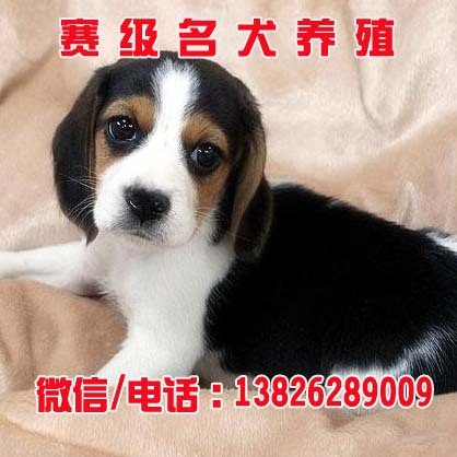 狗 广州狗狗纯种比格纯种狗宝宝幼年比格狗三