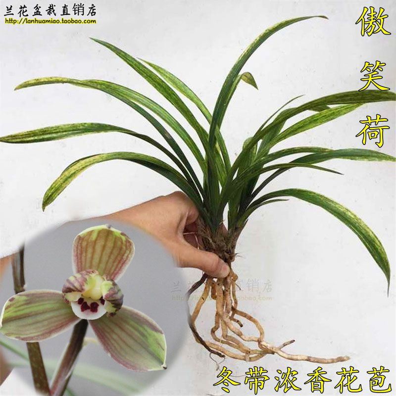 推荐最新香兰儿香水 香奈儿香水官网信息资料