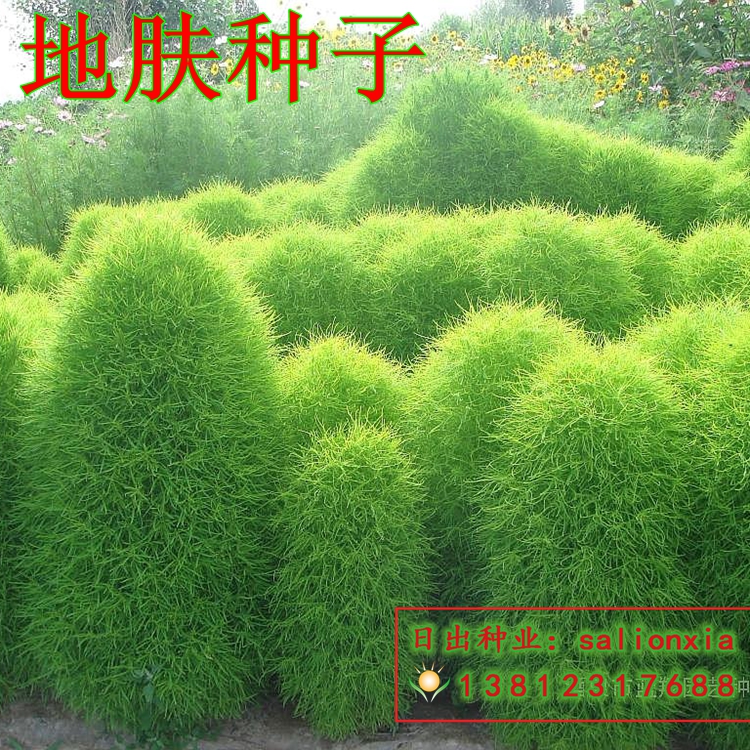 新采地肤种子 中药材 绿叶 红叶地肤 扫帚苗 扫帚菜 地肤子观音菜