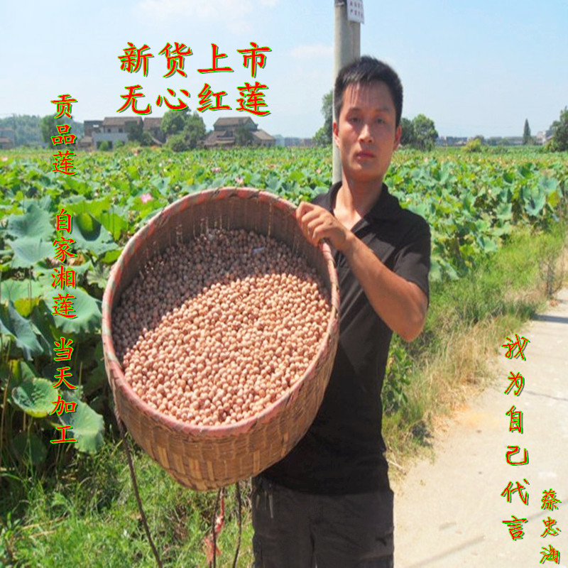 湖南特产湘潭正宗湘莲子 粉糯易煮无芯红莲子 特价干货500g 莲子