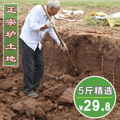 众源河南焦作温县正宗垆土铁棍山药怀淮山药新鲜铁杆山药铁棒山约