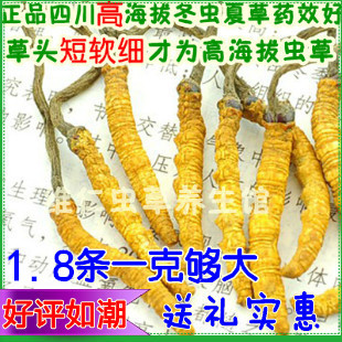 条条精选 正品野生冬虫夏草 特干川草 四川虫草 1.8条/g 10g起售