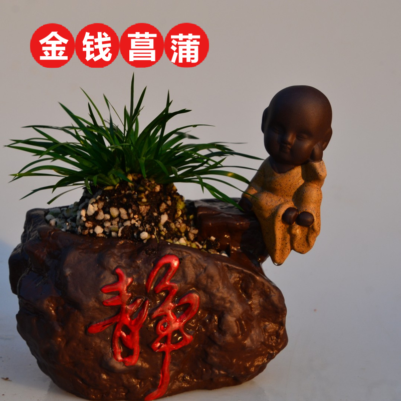 金钱菖蒲龙根虎须菖蒲盆石菖蒲草盆景花卉微景观兰花苗盆栽原盆发