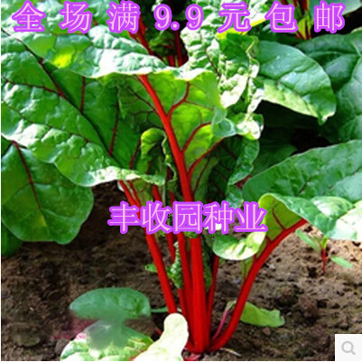 【丹麦红莲草】救心草 红梗菠菜种子 补血补钙 软化血管 保健蔬菜