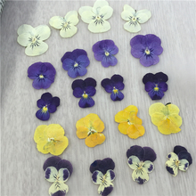 壓花材料干花真花 手工diy滴胶干花手机壳 角堇香堇 三色堇